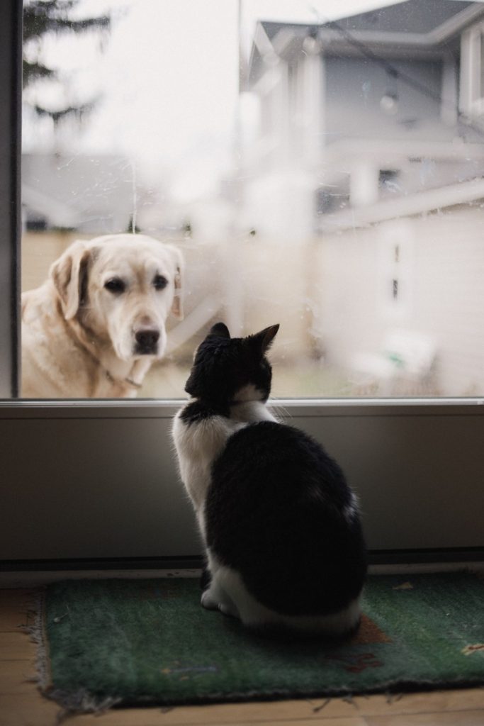 Anjing Dan Kucing Merupakan Haiwan Kesayangan Yang Paling Terkenal Di