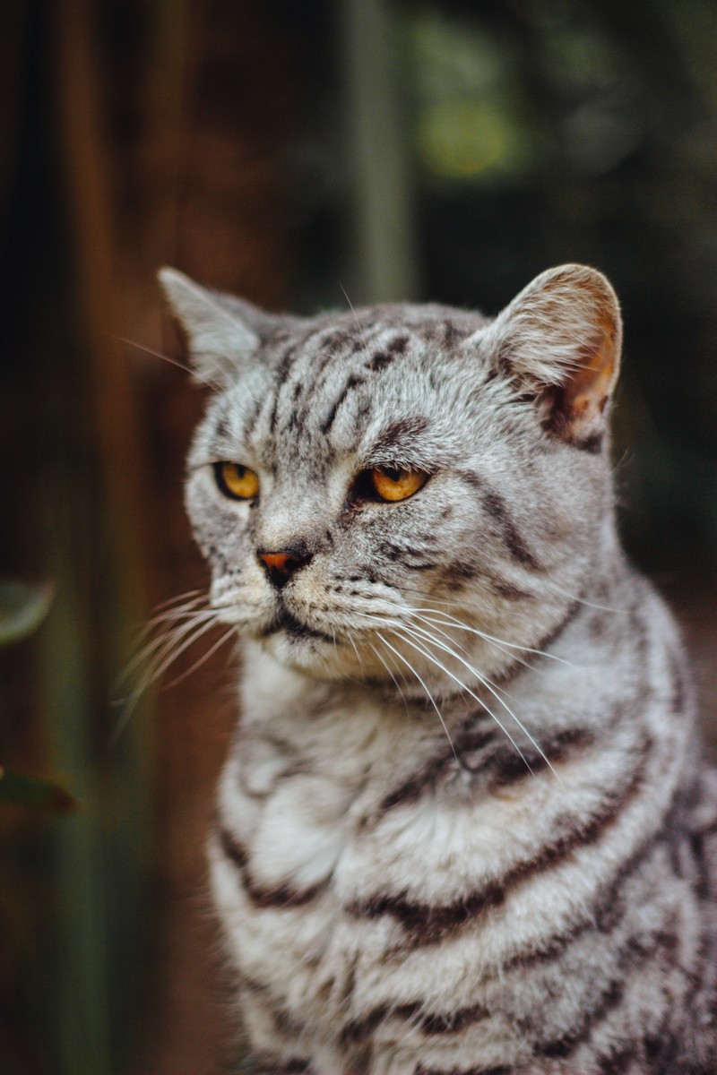  Kucing  Anda Curi Curi Marah Anda Kenapa  Dunia Haiwan